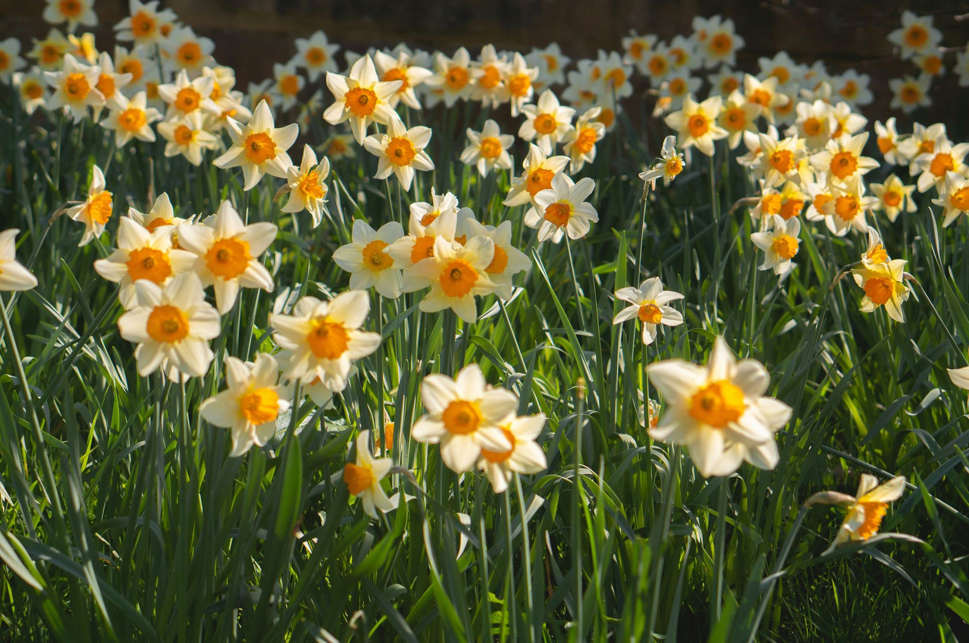 daffodils 