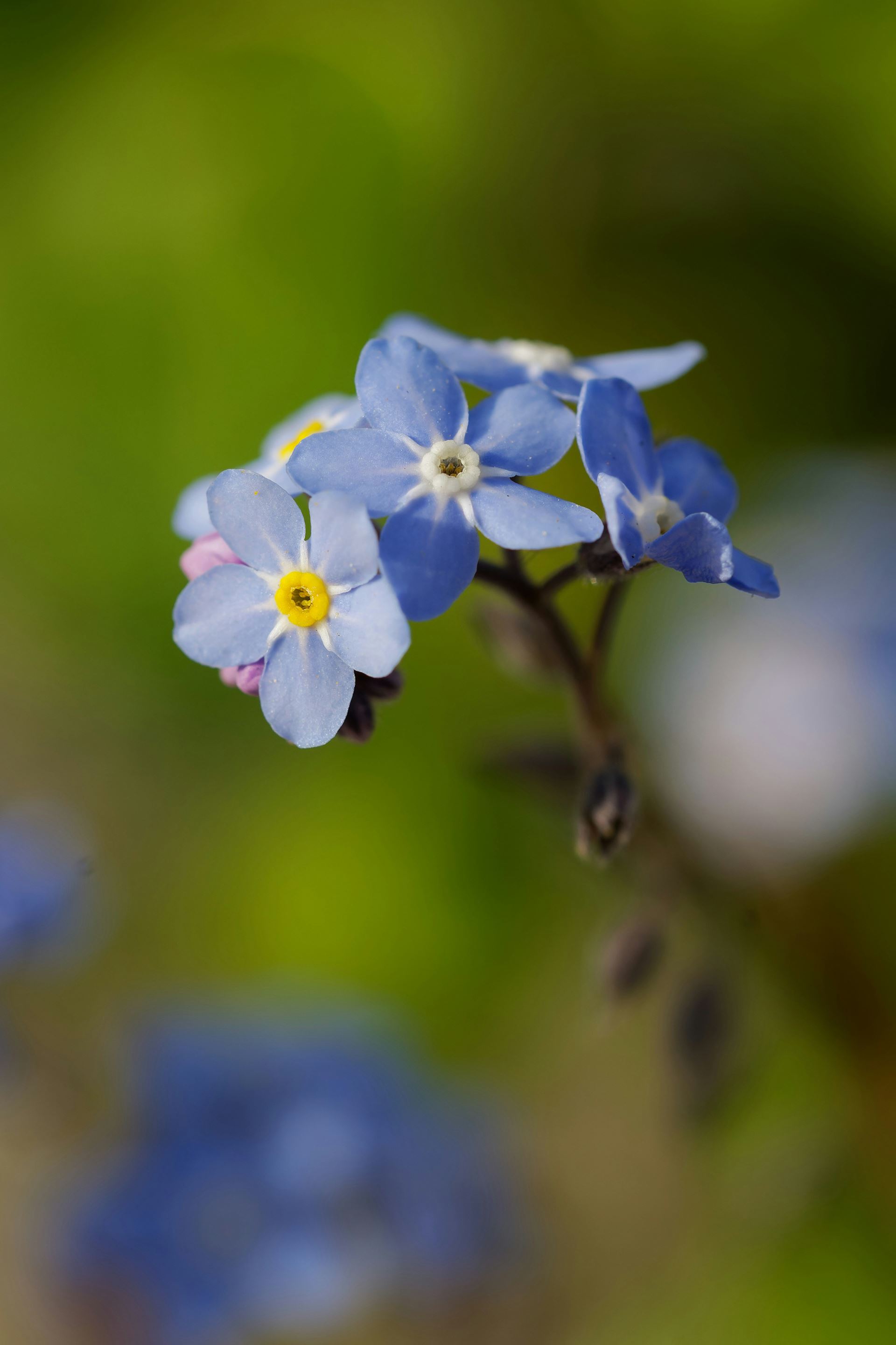 Blue Flower