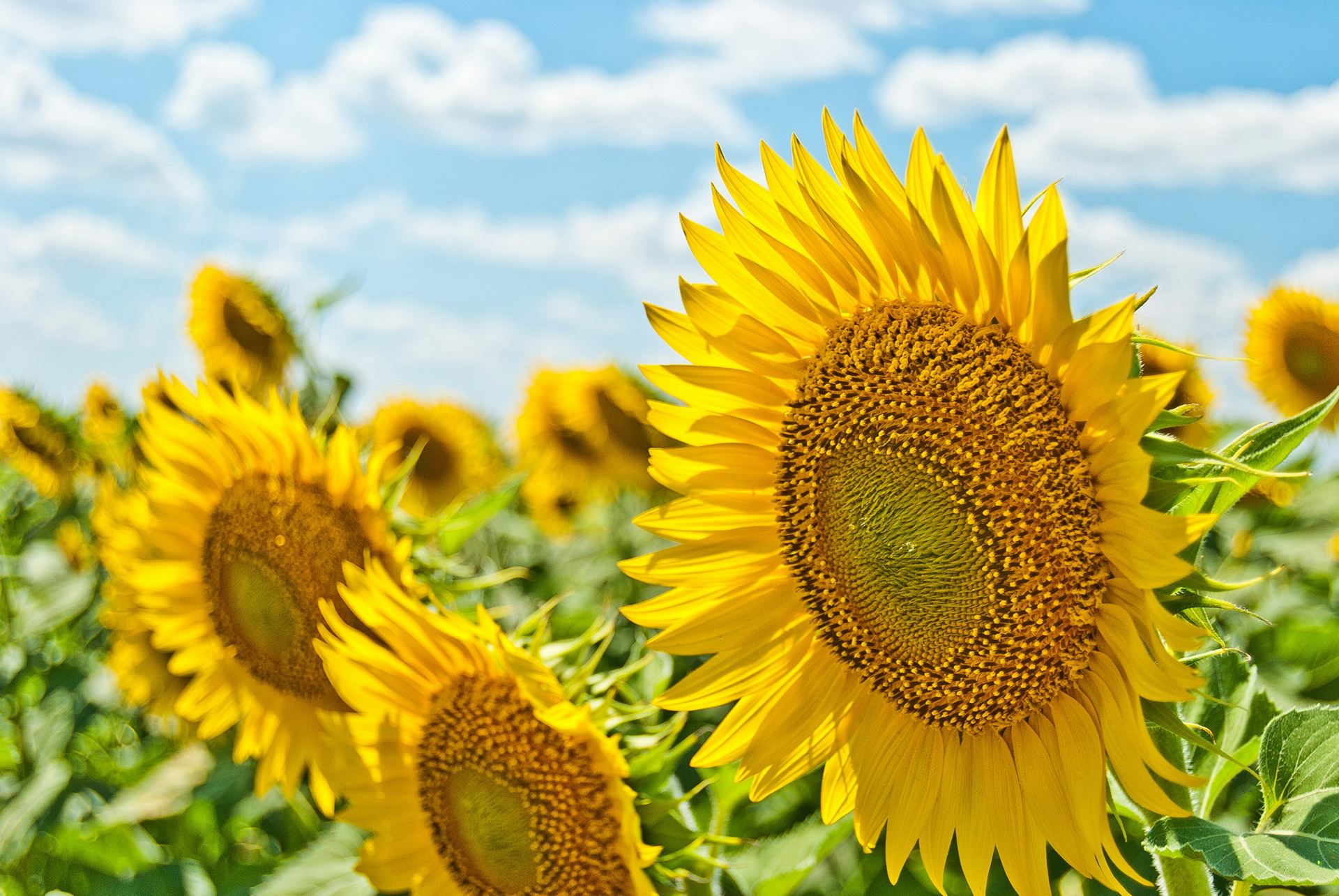 Summer Newsletter